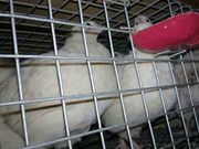 инкубационное яйцо перепелов 