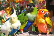 Продам костюмы для выгула попугаев и других декоративных птиц,  прогуло