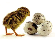 Реализуем отборные инкубационные яйца перепелов 