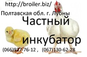 Суточные цыплята бройлера КОББ 500 