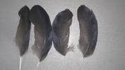 Перо Ворона Крука. Эксклюзивные перья удивительной птици