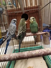 Продам молодых волнистых попугаев