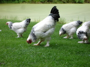 курицы и цыплята пород брама,  кохинхин,  орпингтон